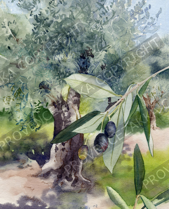 Provence, Olive tree, water color painting, signed print - Click Image to Close